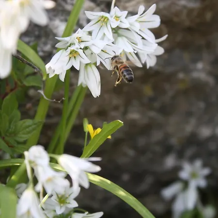 Panzió L'antico Borgo 4*