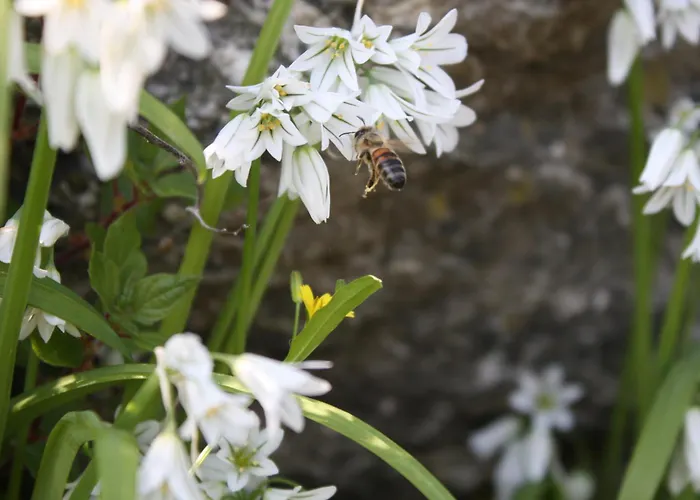 Panzió L'antico Borgo 4*